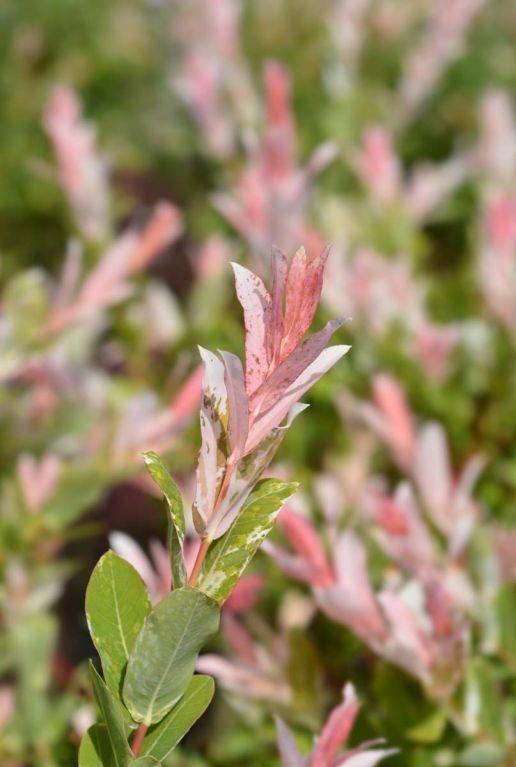 Salix flamingo stam gartenpflanze p17