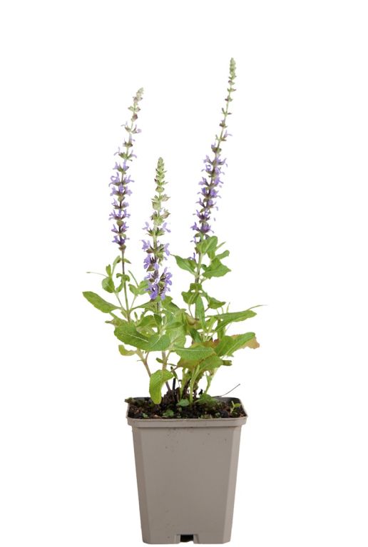 Salvia nem