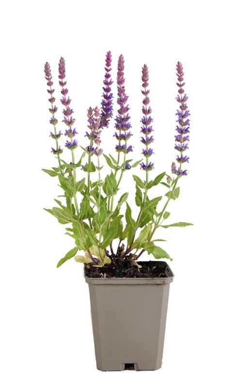 Salvia nem
