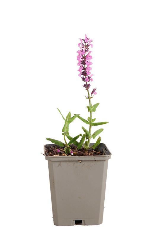 Salvia nem