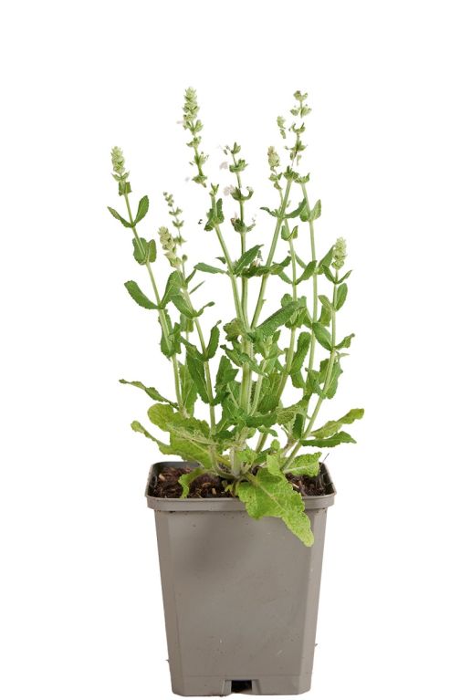 Salvia nem