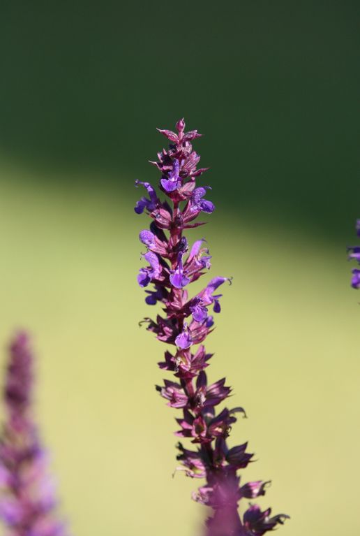 Salvia nemorosa blauko nigin gartenpflanze