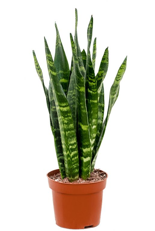 Sansevieria black coral
