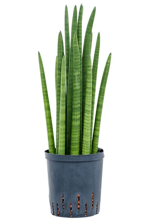 Sansevieria cylindrica tower hydrocultuur