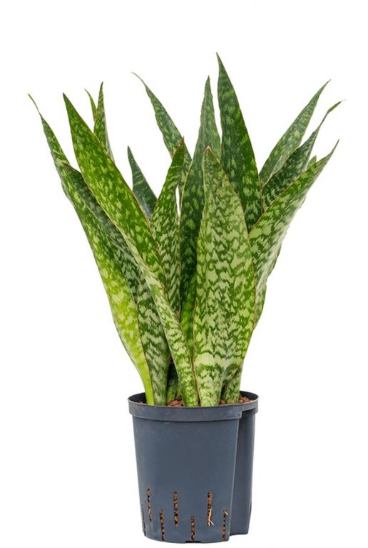 Sansevieria dragon hydrokulturpflanze