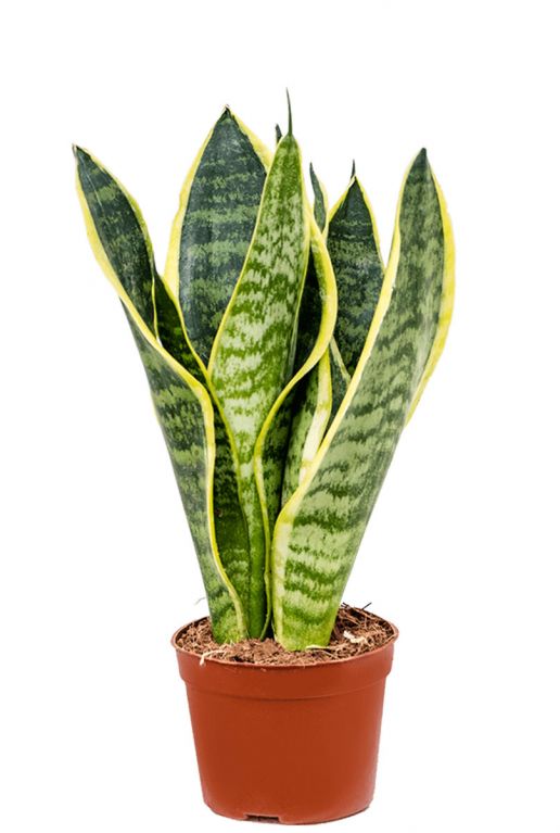 Sansevieria futura superba 1