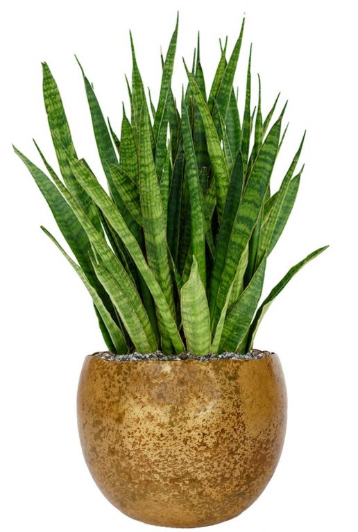 Sansevieria in gouden pot