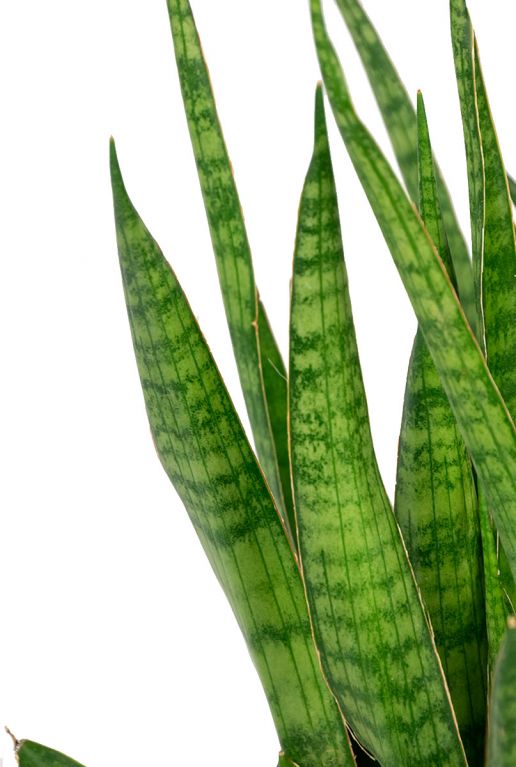 Sansevieria kirkii blatt