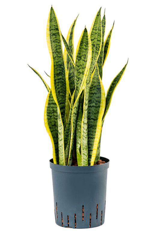 Sansevieria laurenti hydro plant