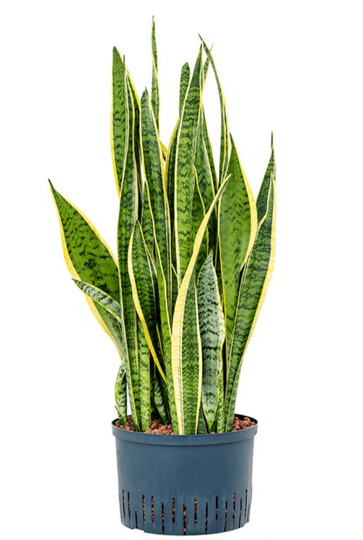 Sansevieria laurenti hydrocultuur