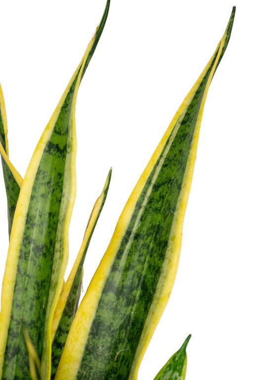 Sansevieria laurentii blatt