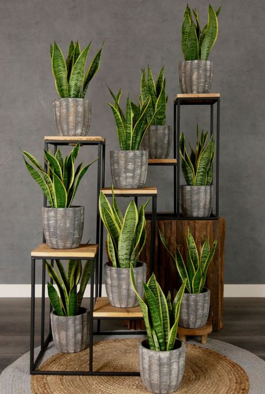 Sansevieria laurentii Frauenzunge innen