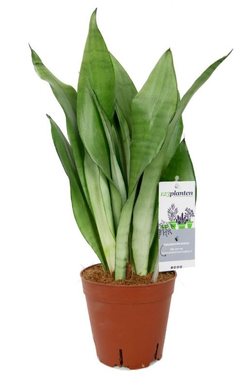 Sansevieria moonshine   Bogenhanf