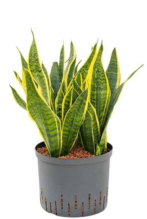 Sansevieria futura superba hydrokulturpflanze