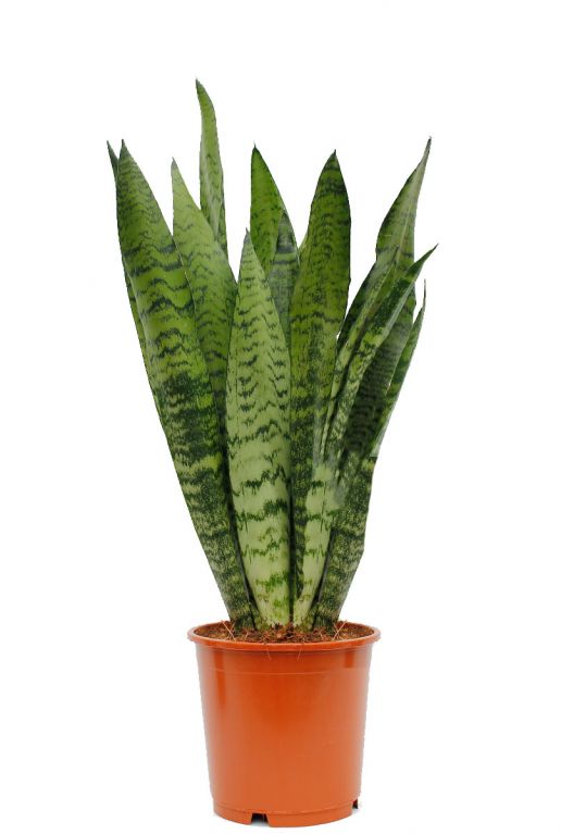 Sansevieria zeylanica 5