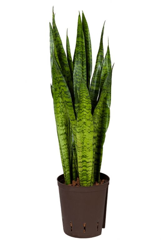 Sansevieria zeylanica hydrokulturpflanze