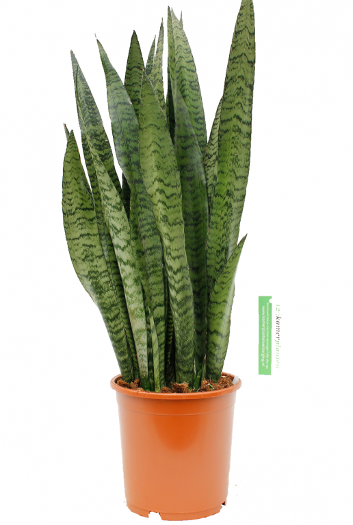 Sansevieria Zeylanica Bogenhanf 21cm