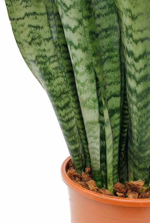 Schön blatt