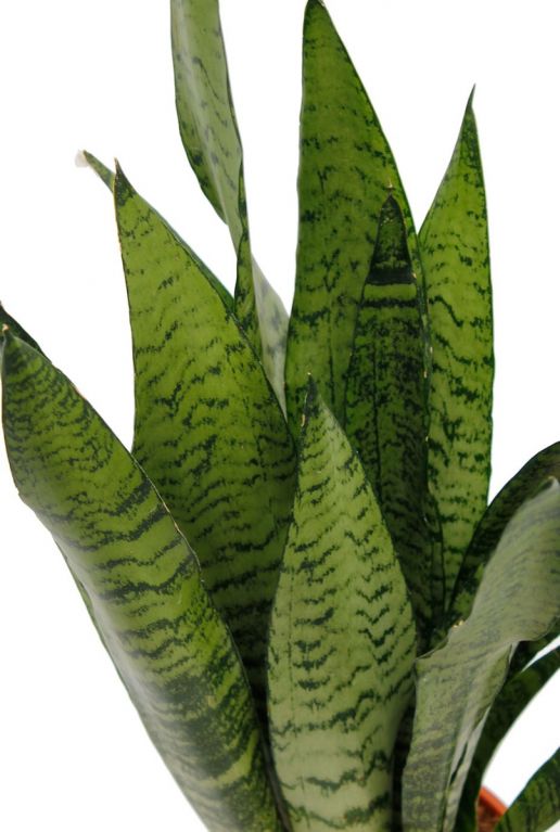 Sansevieria Zeylanica