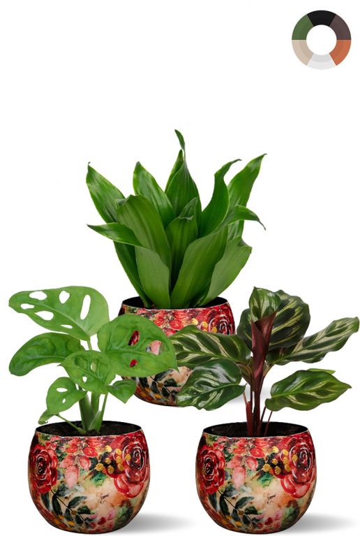 Schaduwplanten in rode pot