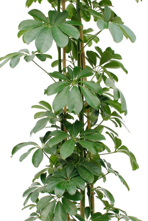 Hoya Krohniana Silver blad