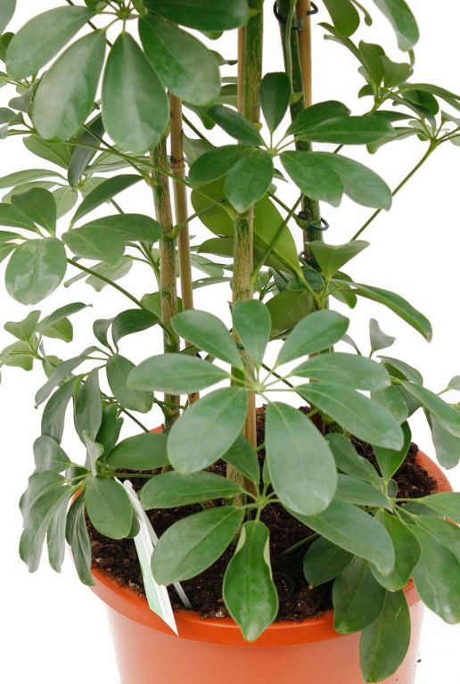 Monstera Siltepecana
