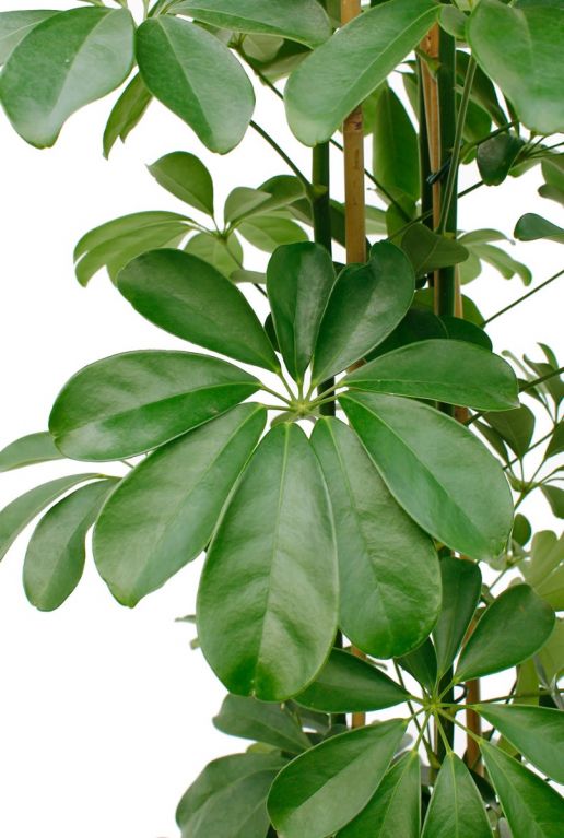 Alocasia Branchifolia Pink Passion blad