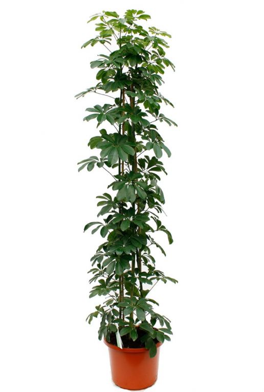 Schefflera arboricola Compacta
