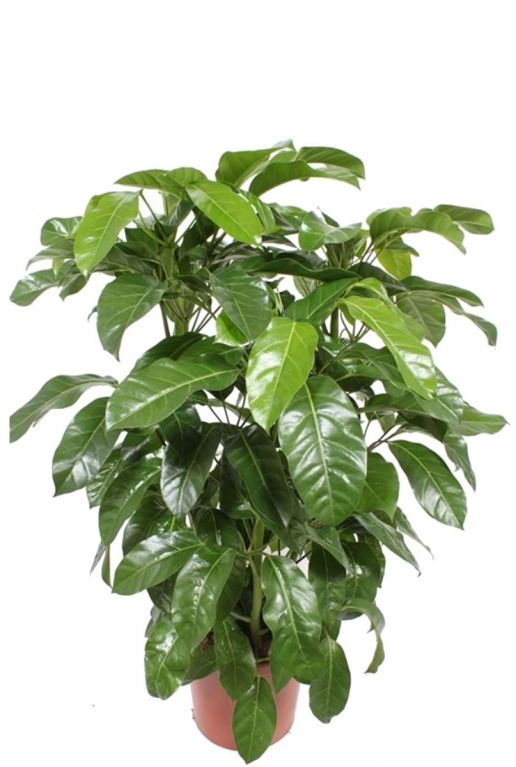 Schefflera amata kamerplant