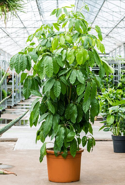 Monstera Siltepecana
