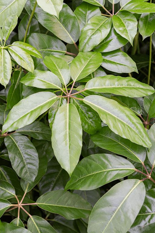 Schefflera amate blad 3