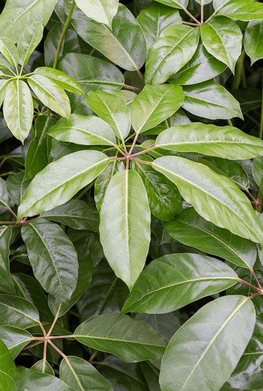 Schefflera amate blad 6