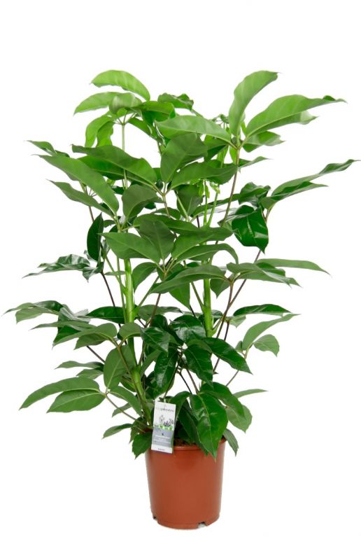 Schefflera amate zimmerpflanze 2