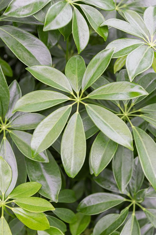 Schefflera blad 10