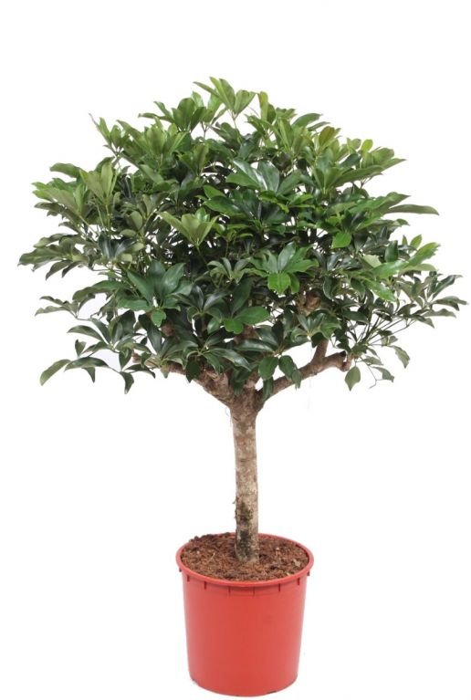 Schefflera compacta kamerplant 1 2