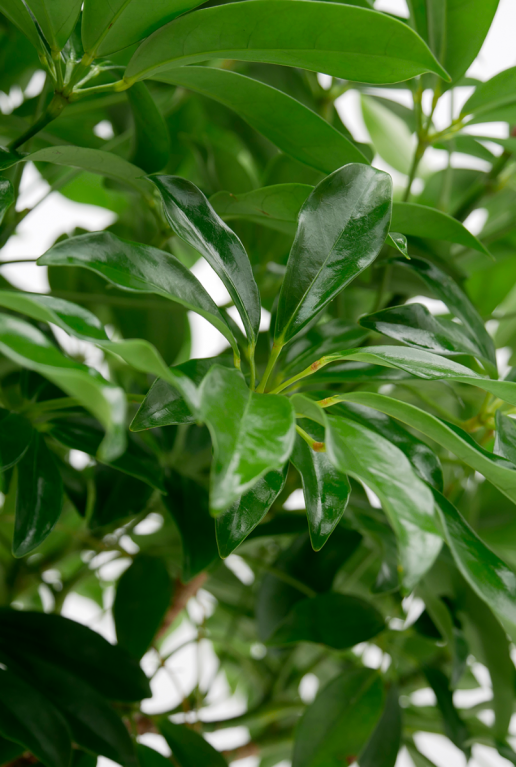 Schefflera Compacta