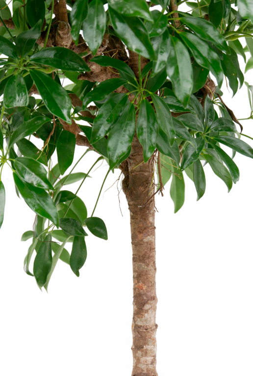 SCHEFFLERA COMPACTA - VINGERSBOOM 32cm