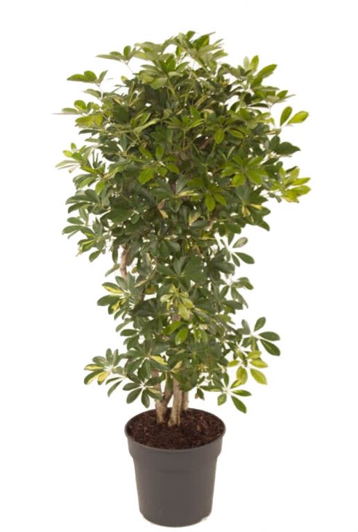 Schefflera gold capella 4