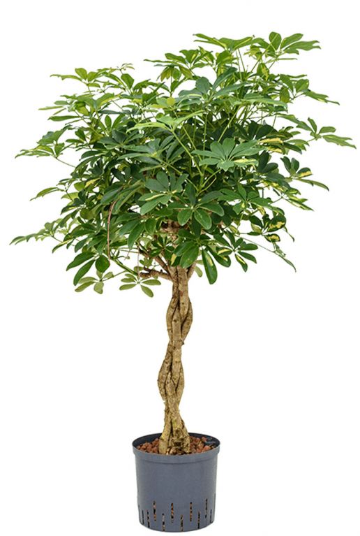 Schefflera gold capella hydro plant