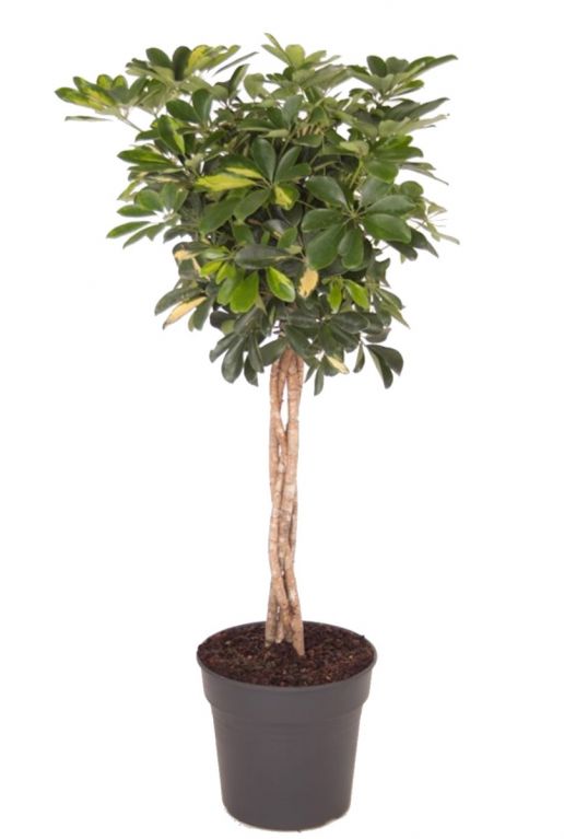 Schefflera gold capella kamerplant 4