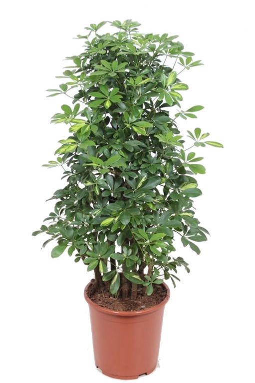 Schefflera gold capella struik 1