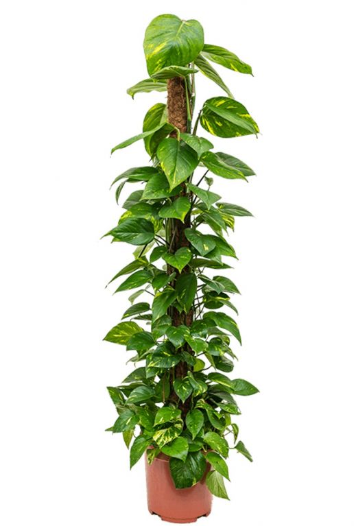 Scindapsus aureum kamerplant 1