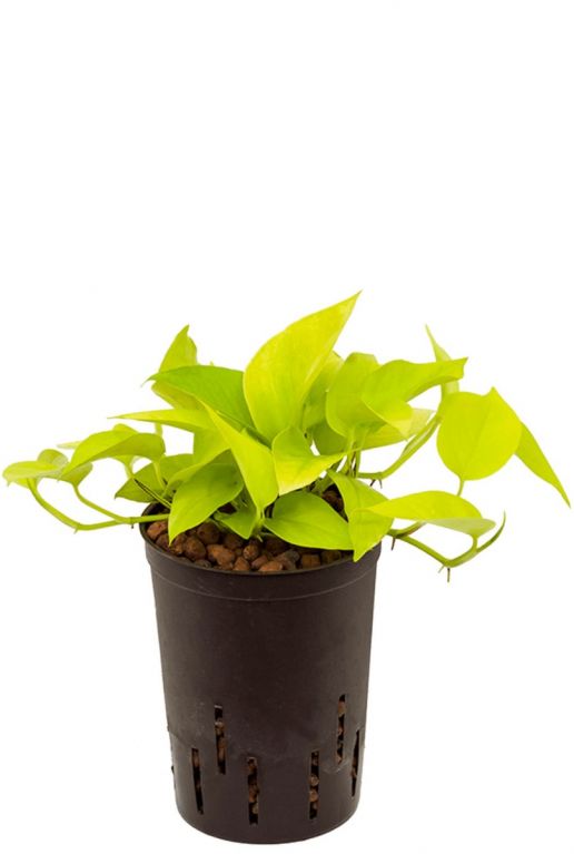 Scindapsus golden pothos hydrocultuur