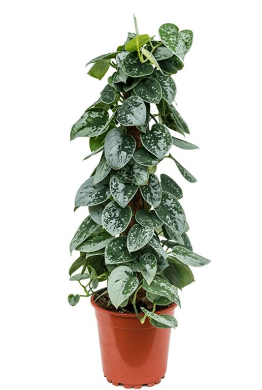 Scindapsus pictus silvery ann Efeututen pflanze