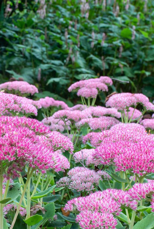 Sedum herbstfreude gartenpflanze