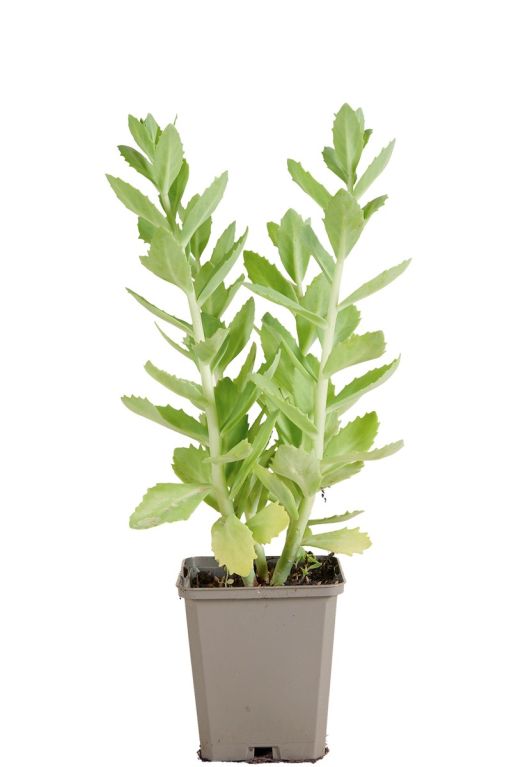 Sedum herbstfreude pot9