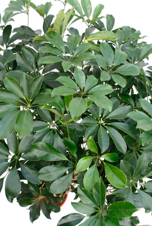Schefflera Compacta