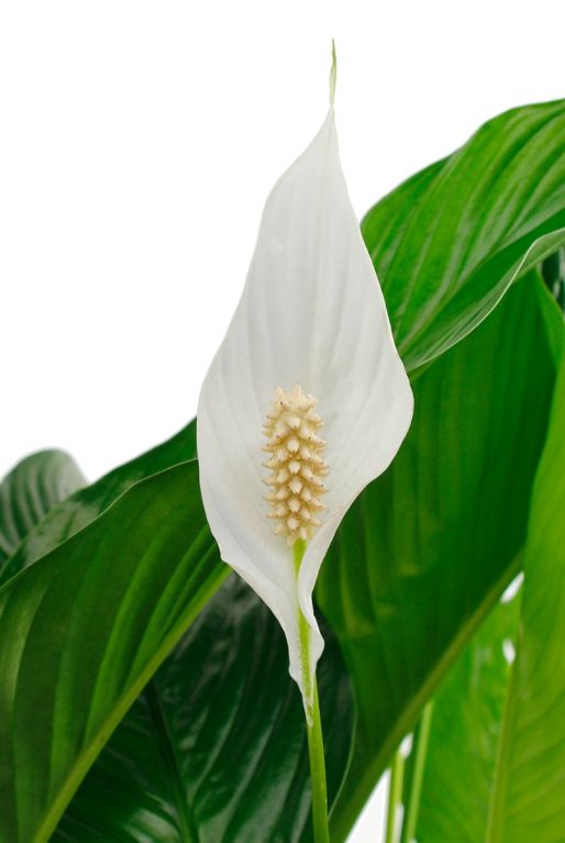 Spathiphyllum Sweet Lauretta