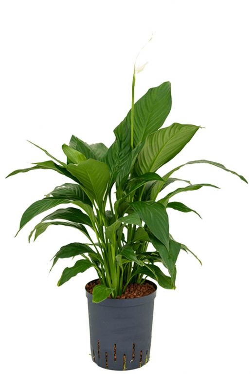 Spathiphyllum gokyo hydrokulturpflanze