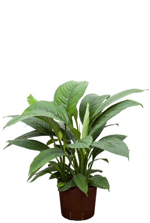 Spathiphyllum sensation  hydrokulturpflanze